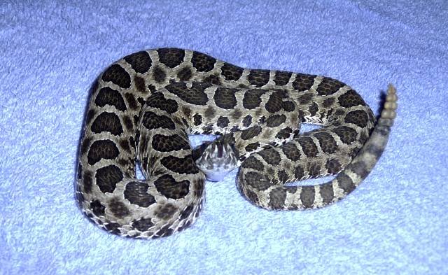Massasauga Female.jpg [62 Kb]
